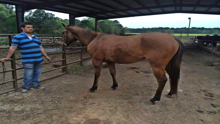 Molly the rescued horse
