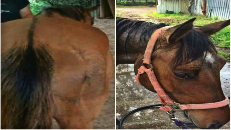 Molly during recovery