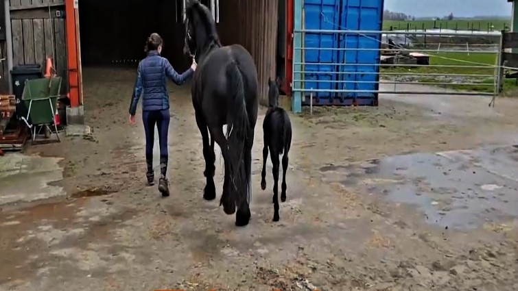 Friesian mare and foal
