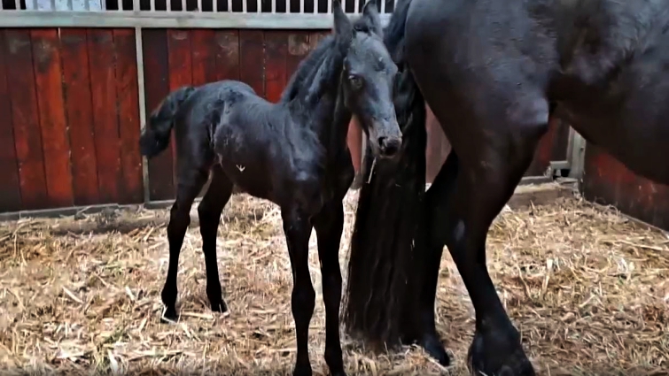 Friesian mare and foal bonding
