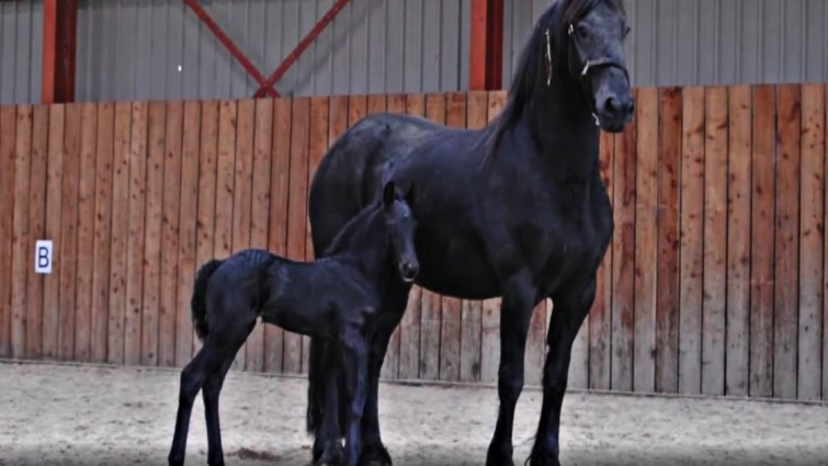 Friesian filly running