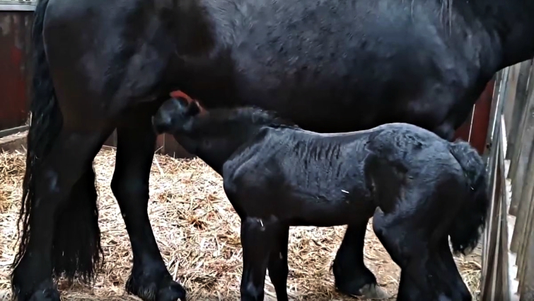 Foal nursing from dam