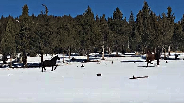 Wild mustangs Goliath and Red Lady reuniting at Skydog Sanctuary