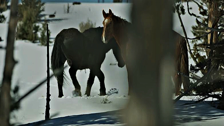 Goliath and Red Lady together at Skydog Sanctuary