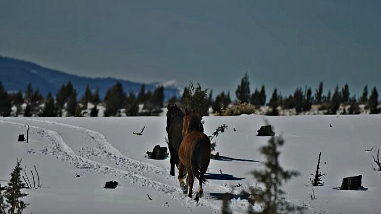 Wild mustang foal born to Goliath and Red Lady