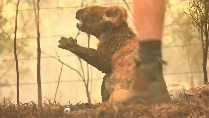 Woman rescuing koala from bushfire