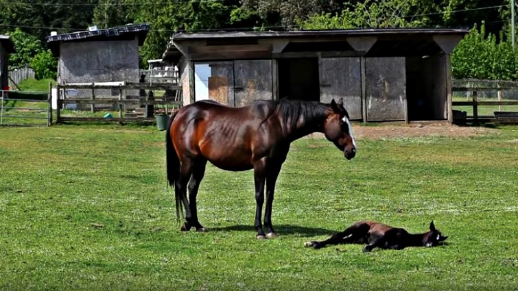 Mare waking foal for lunch