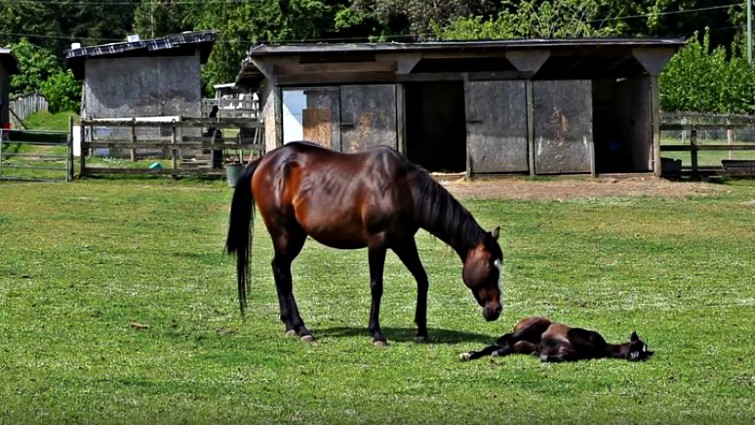 Foal nursing from mother