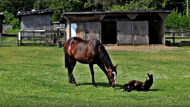 Mother mare caring for foal