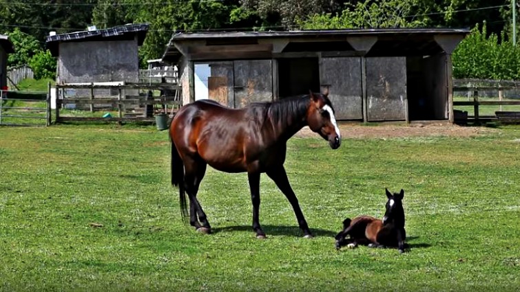 Sweet moment between mare and foal