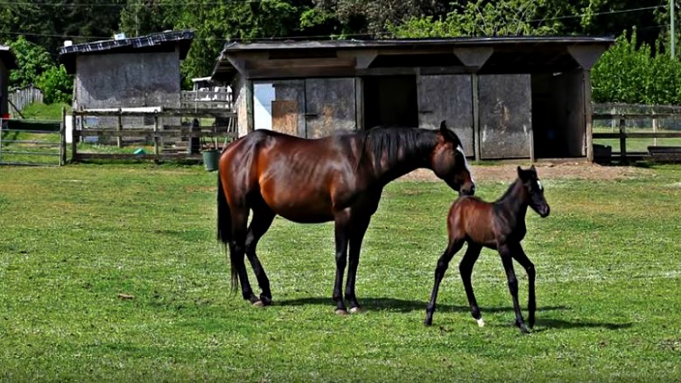 Foal feeding time with mother