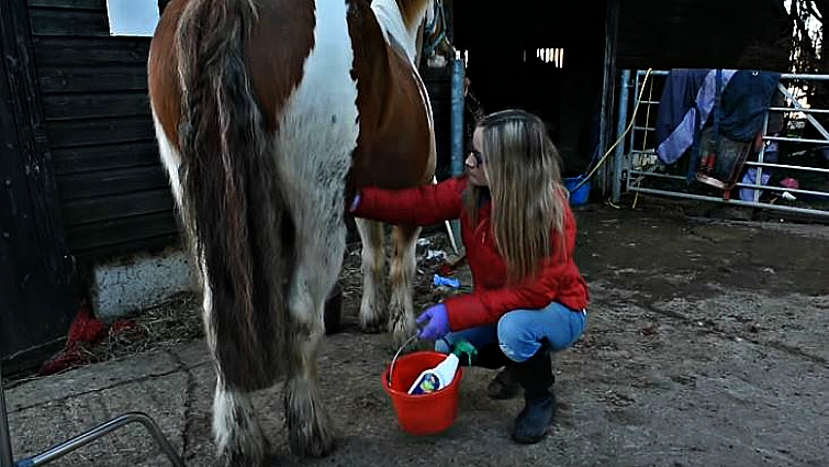 Mercedes Hoblin working with horses