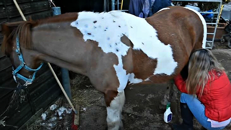 Equestrian sheath cleaning care