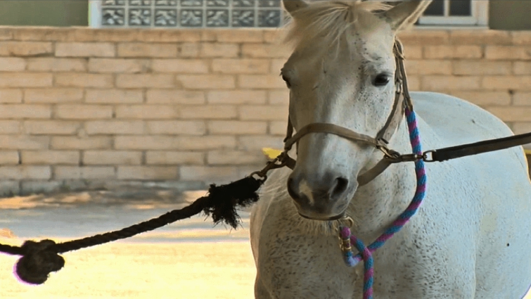 Wild mustang mare rescued from freeway