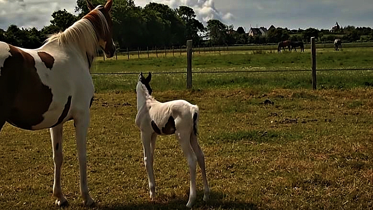 Mare protecting foal in pasture