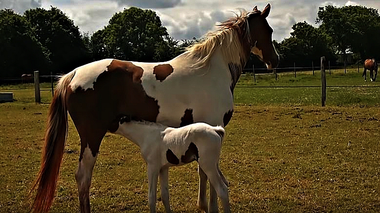Young foals playing together