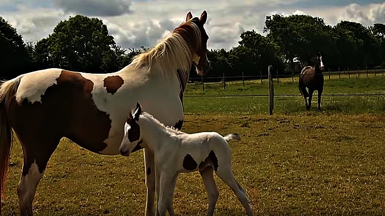 Foal's first time outdoors